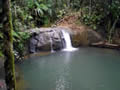 Colo-i-Suva Forest
